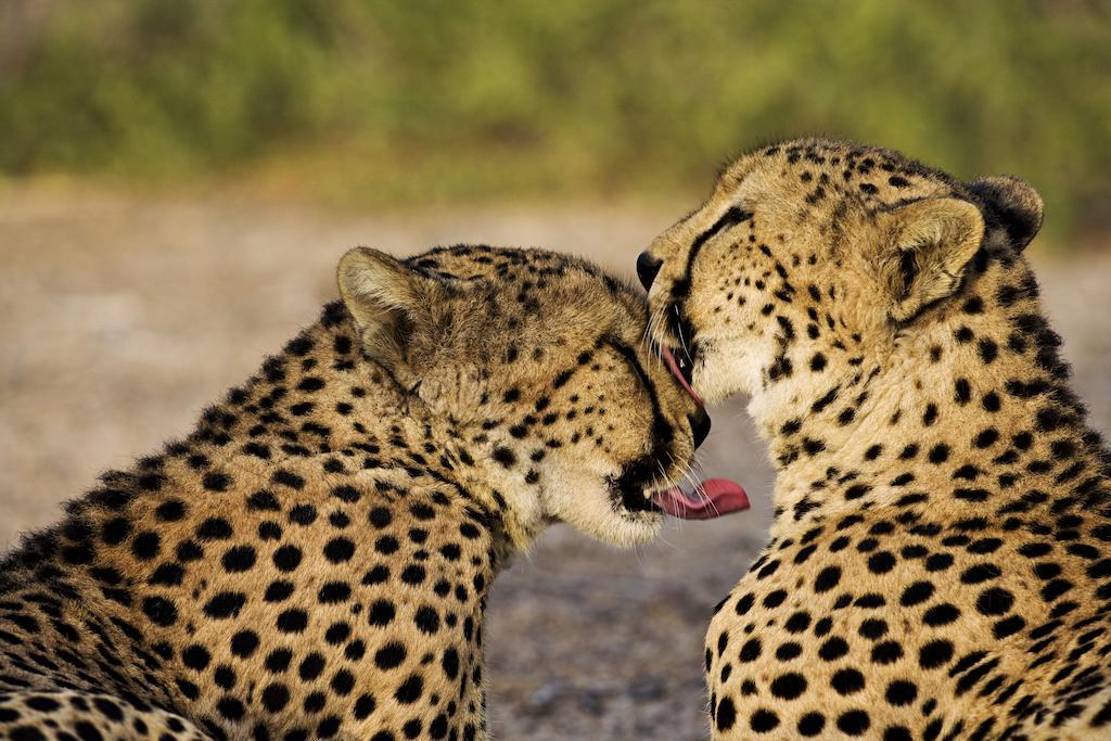 Anantara Sir Bani Yas Island Al Sahel Villas Zahr Экстерьер фото