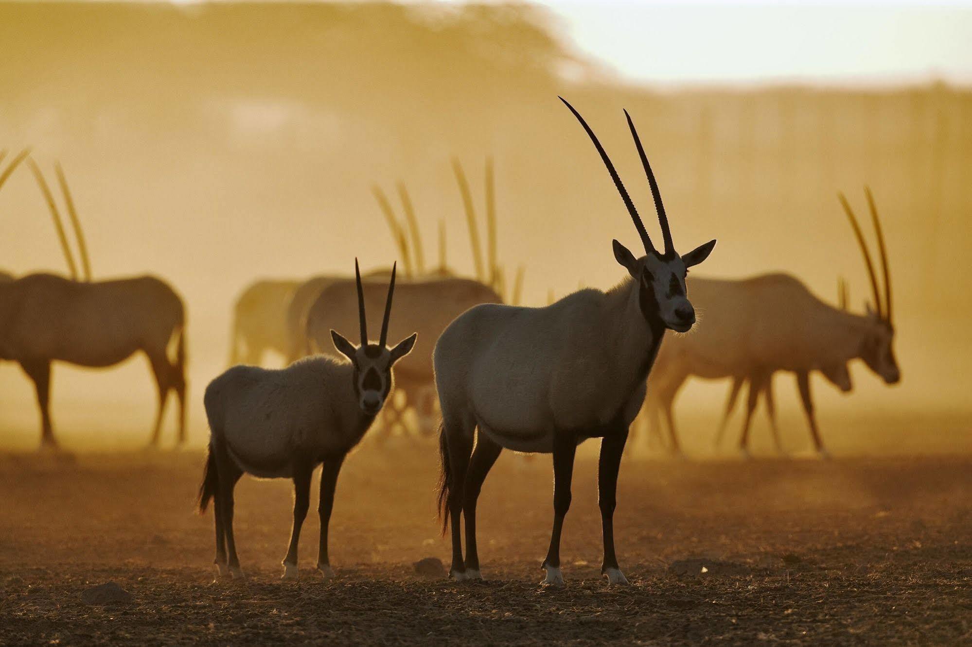 Anantara Sir Bani Yas Island Al Sahel Villas Zahr Экстерьер фото