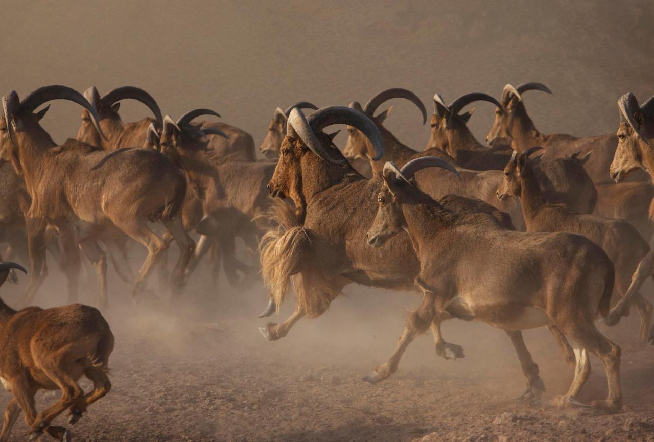 Anantara Sir Bani Yas Island Al Sahel Villas Zahr Экстерьер фото